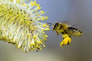 bees, Animals, Flowers