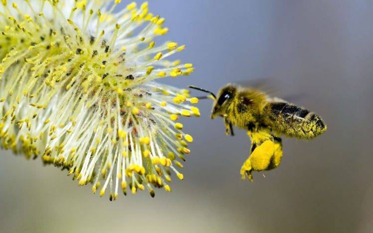 bees, Animals, Flowers HD Wallpaper Desktop Background