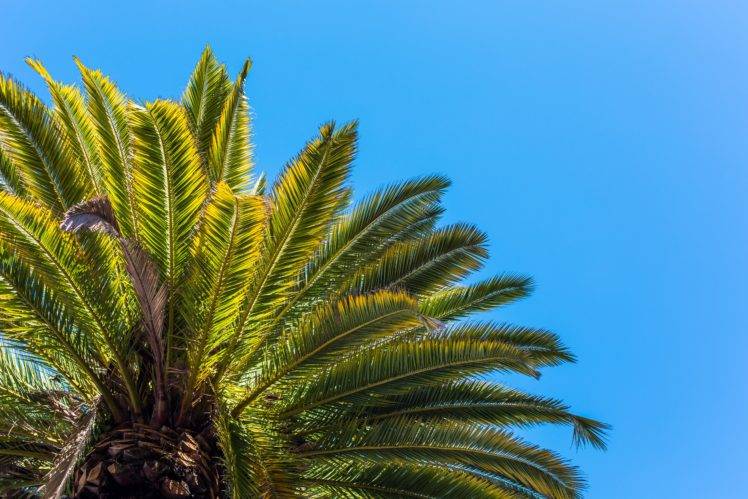 trees, Sky, Leaves, Palm trees HD Wallpaper Desktop Background