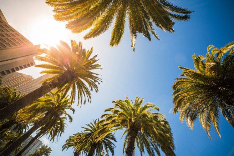 trees, Sky, Leaves, Palm trees, Sun HD Wallpaper Desktop Background