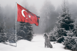 Bozkurt, Wolf, Snow, Forest, Nature