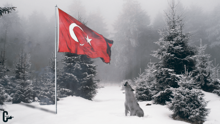 Bozkurt, Wolf, Snow, Forest, Nature HD Wallpaper Desktop Background