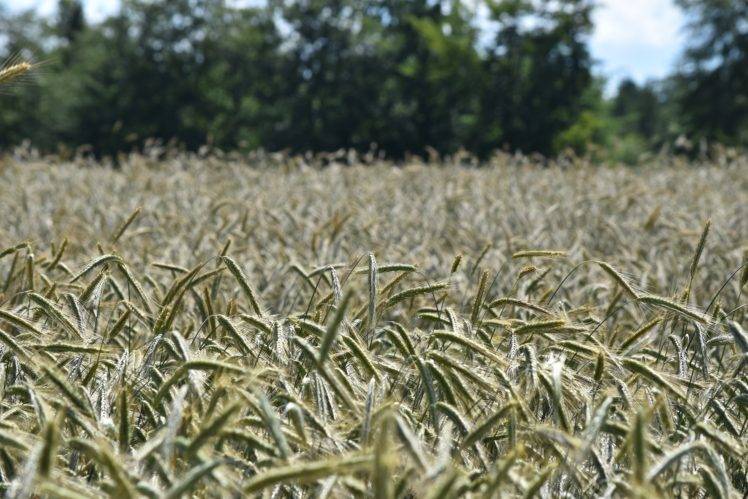 field, Corn, Nature HD Wallpaper Desktop Background