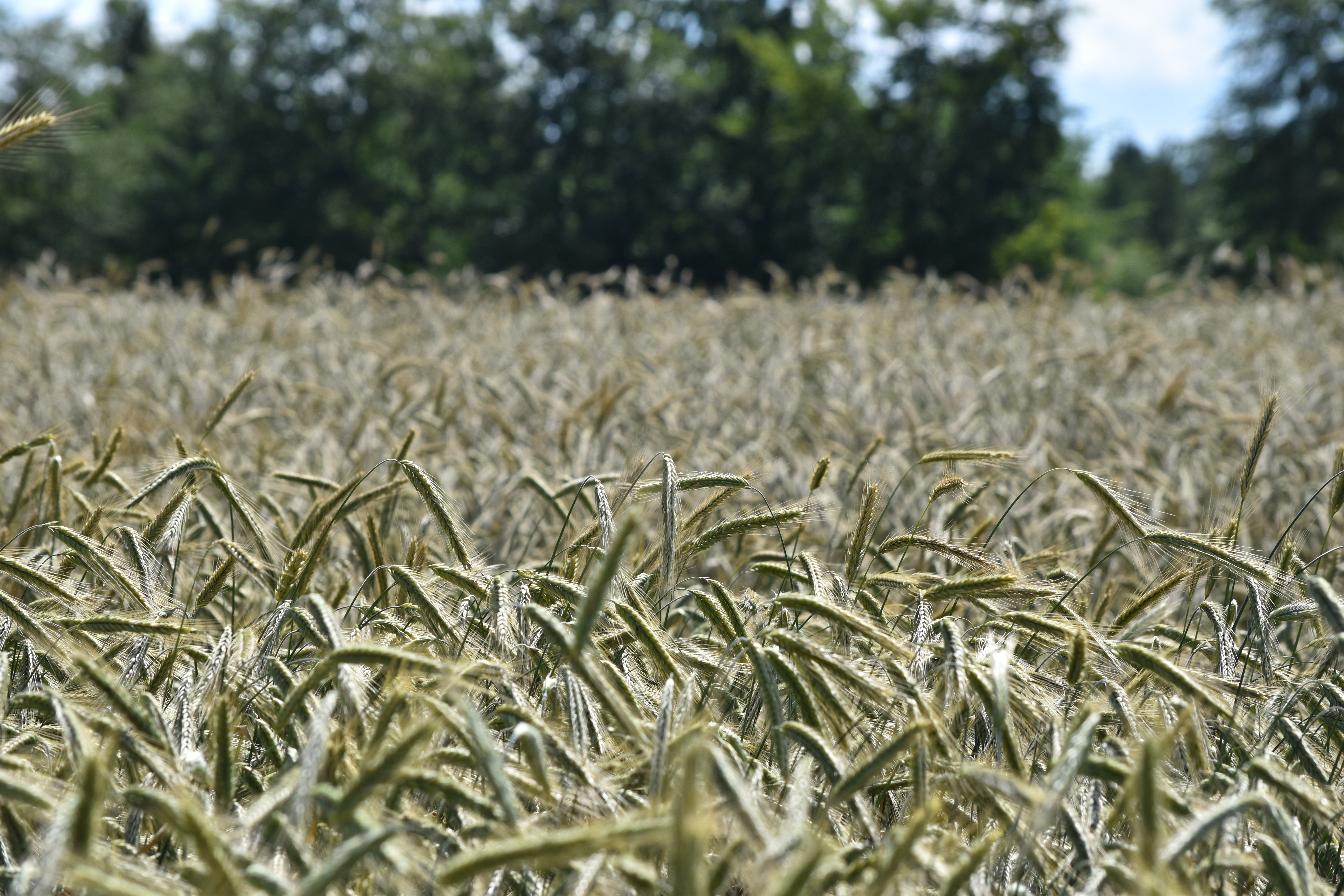 field, Corn, Nature Wallpaper