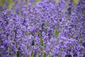 lavender, Purple, Nature