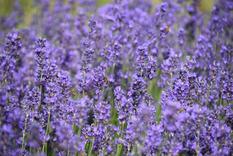 lavender, Purple, Nature HD Wallpaper Desktop Background