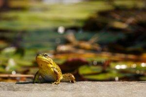 photography, Frog, Bokeh, Rocks, Plants, Macro, Amphibian