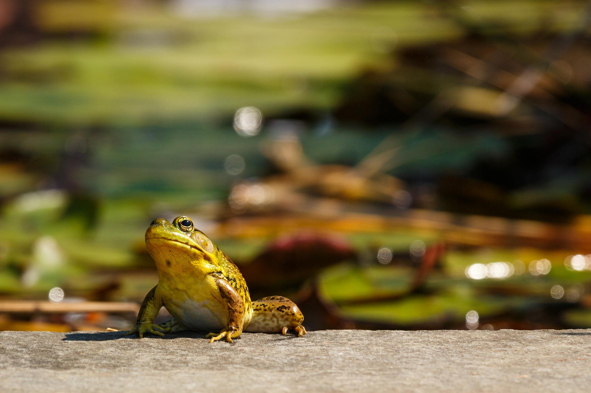 photography, Frog, Bokeh, Rocks, Plants, Macro, Amphibian Wallpaper