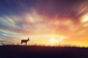 photography, Deer, Sky, Colorful, Plants, Wildlife, Sunset