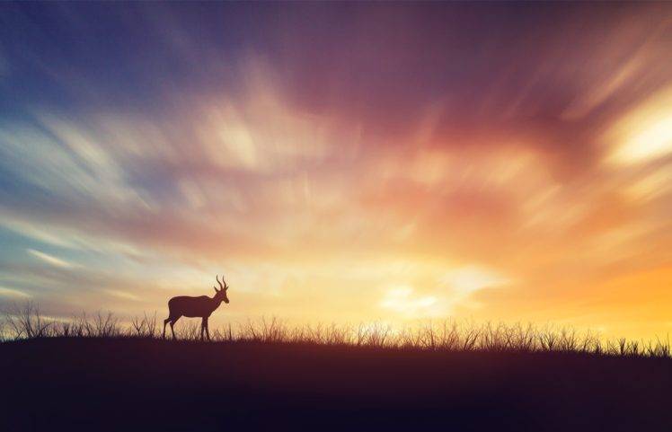photography, Deer, Sky, Colorful, Plants, Wildlife, Sunset HD Wallpaper Desktop Background