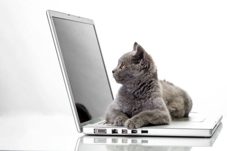 animals, Cat, Notebooks, Simple background, British shorthair HD Wallpaper Desktop Background