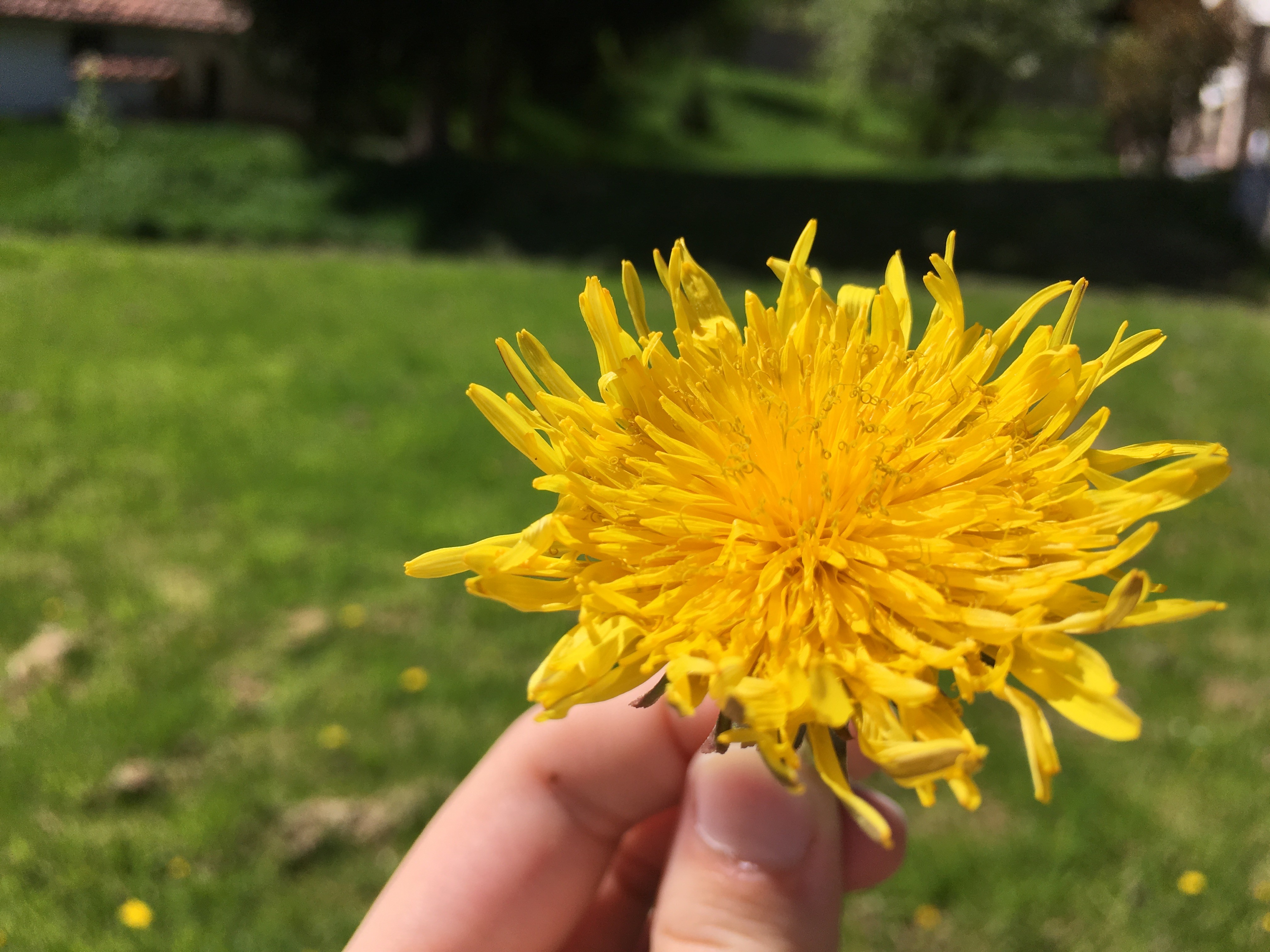 flowers Wallpaper