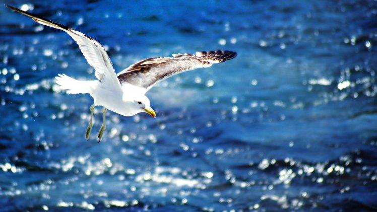 seagulls HD Wallpaper Desktop Background