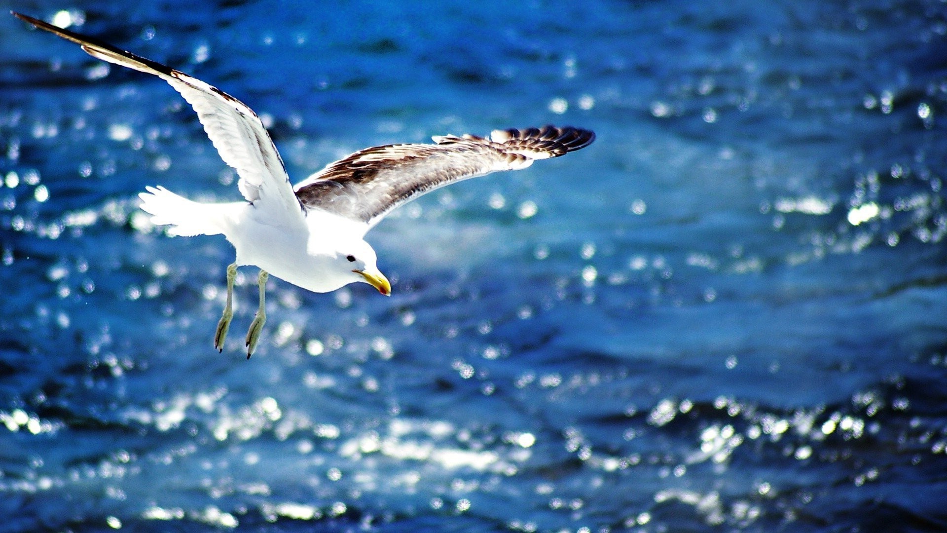 seagulls Wallpaper