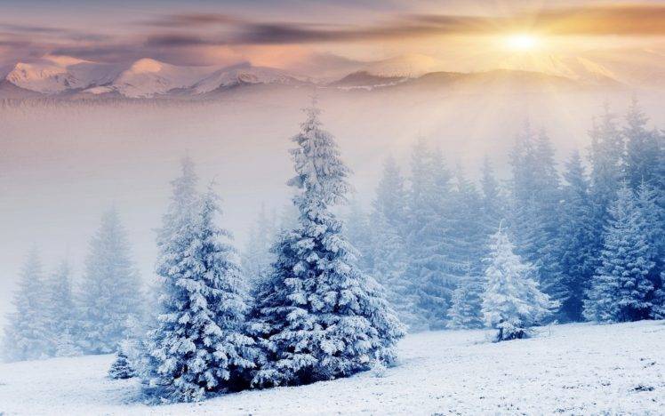 winter, Trees, Mist HD Wallpaper Desktop Background