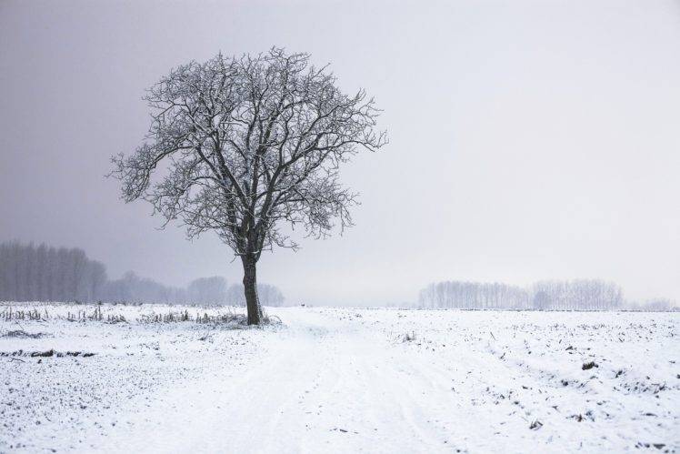 winter, Trees HD Wallpaper Desktop Background