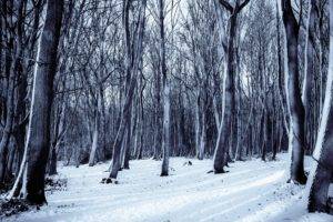 winter, Trees