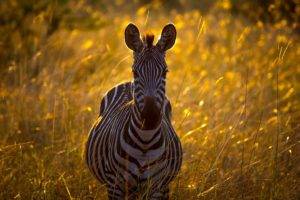 looking at viewer, Zebras, Plants, Bokeh, Grass, Wildlife, Animals