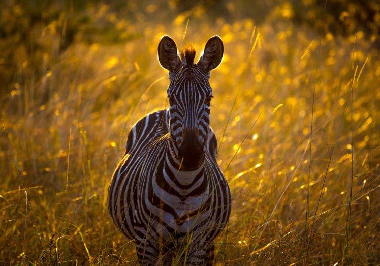 looking at viewer, Zebras, Plants, Bokeh, Grass, Wildlife, Animals HD Wallpaper Desktop Background