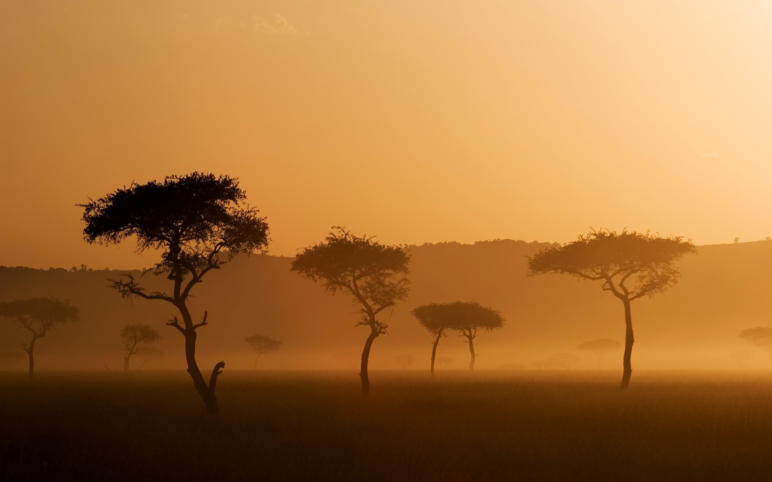 landscape, Trees Wallpaper
