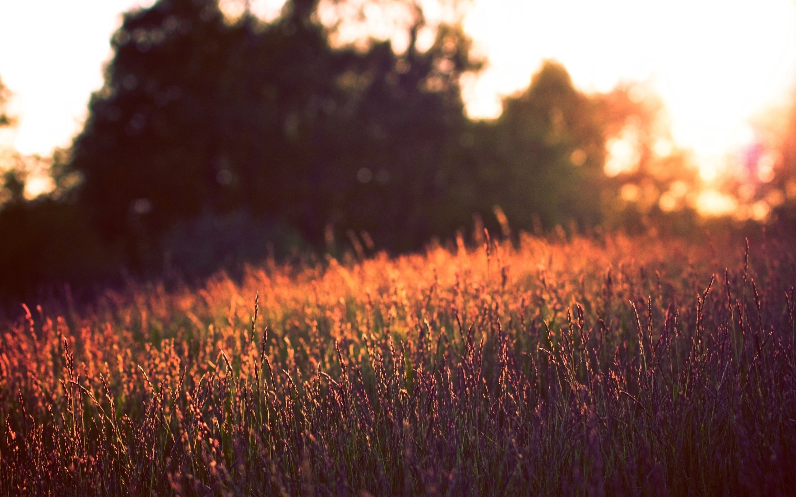 nature Wallpaper
