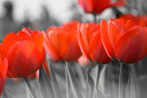flowers, Tulips, Selective coloring