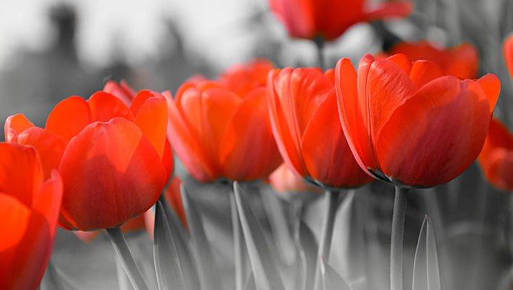 flowers, Tulips, Selective coloring HD Wallpaper Desktop Background
