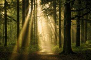 forest, Dark, Sunlight, Path, Trees, Plants