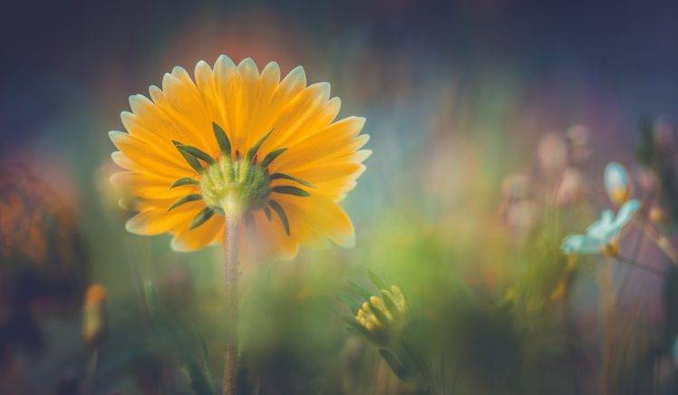 photography, Flowers, Sunflowers, Plants, Depth of field HD Wallpaper Desktop Background