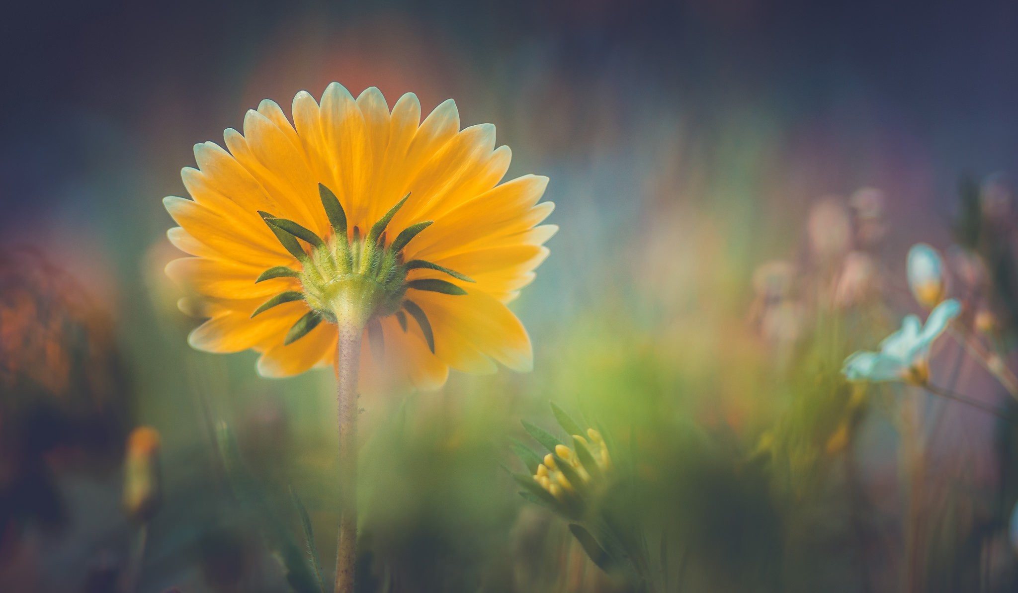 photography, Flowers, Sunflowers, Plants, Depth of field Wallpaper