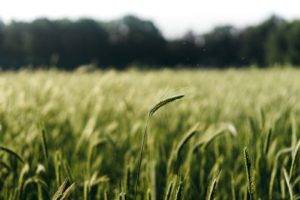 photography, Wheat, Plants, Trees, Depth of field