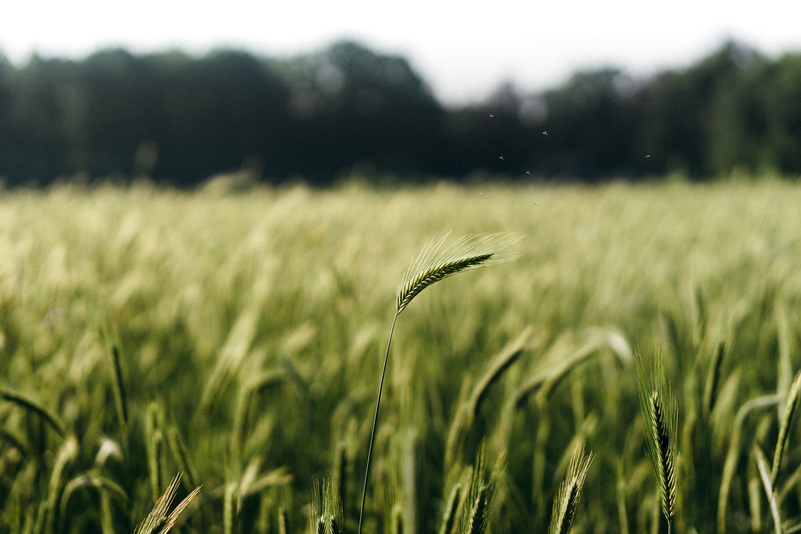 photography, Wheat, Plants, Trees, Depth of field Wallpaper