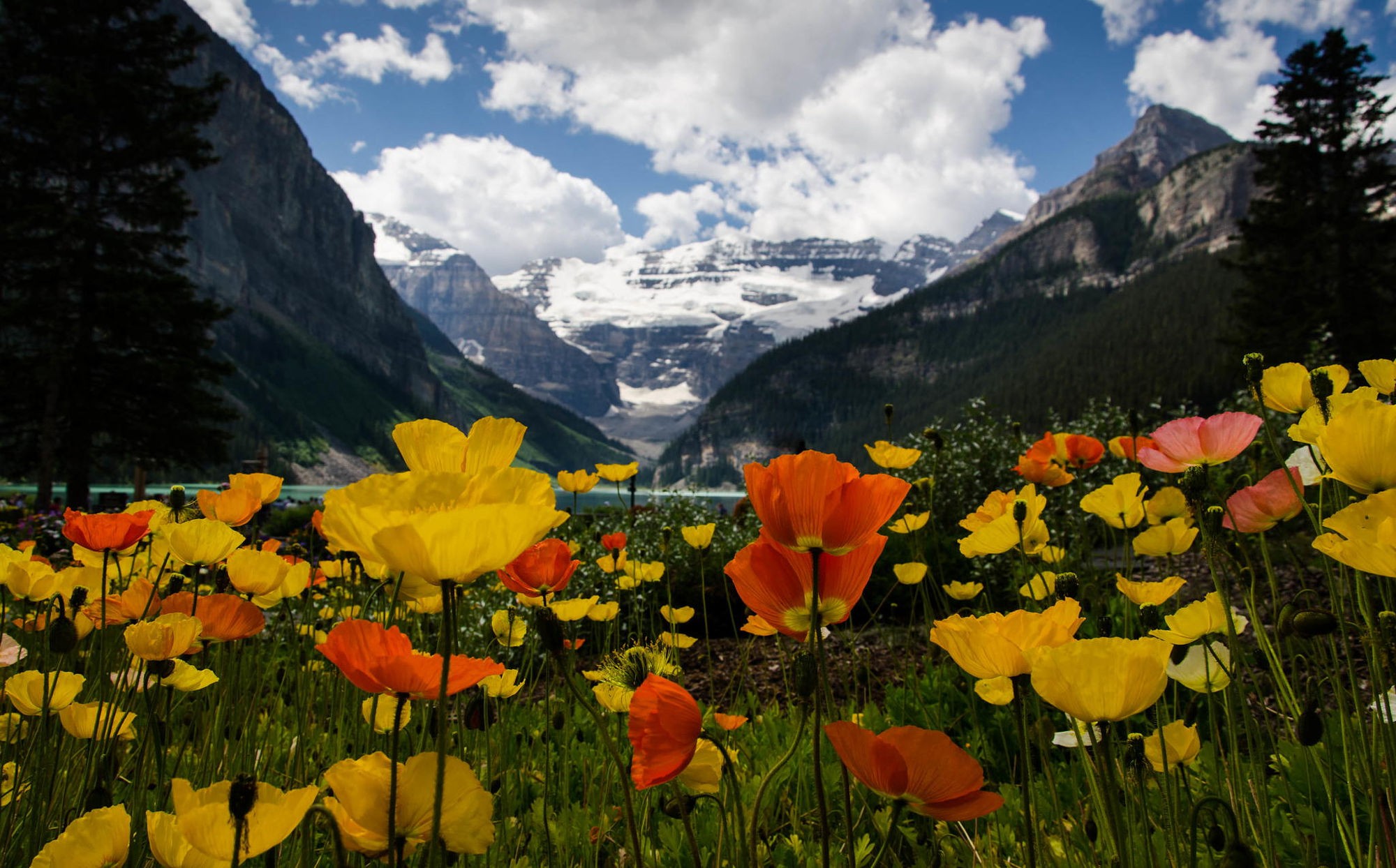 flowers, Mountains, Sky, Clouds, Nature Wallpaper