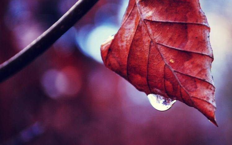 water drops, Leaves, Depth of field, Plants, Branch, Fall HD Wallpaper Desktop Background