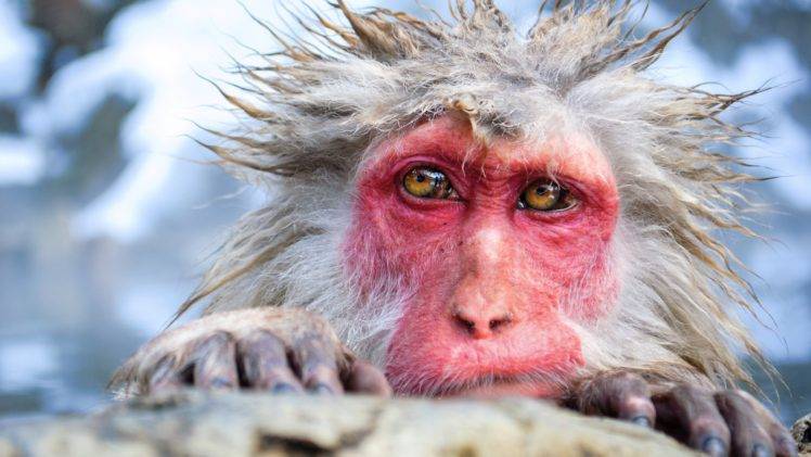 animals, Fur, Monkey, Nature HD Wallpaper Desktop Background