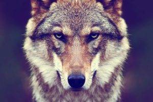 animals, Fur, Wolf, Nature