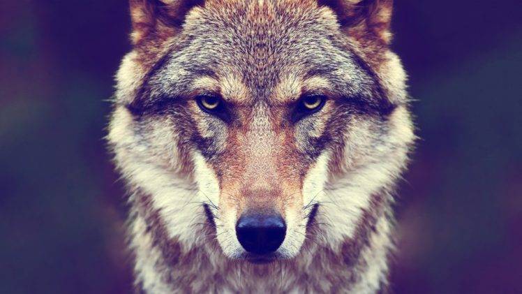animals, Fur, Wolf, Nature HD Wallpaper Desktop Background
