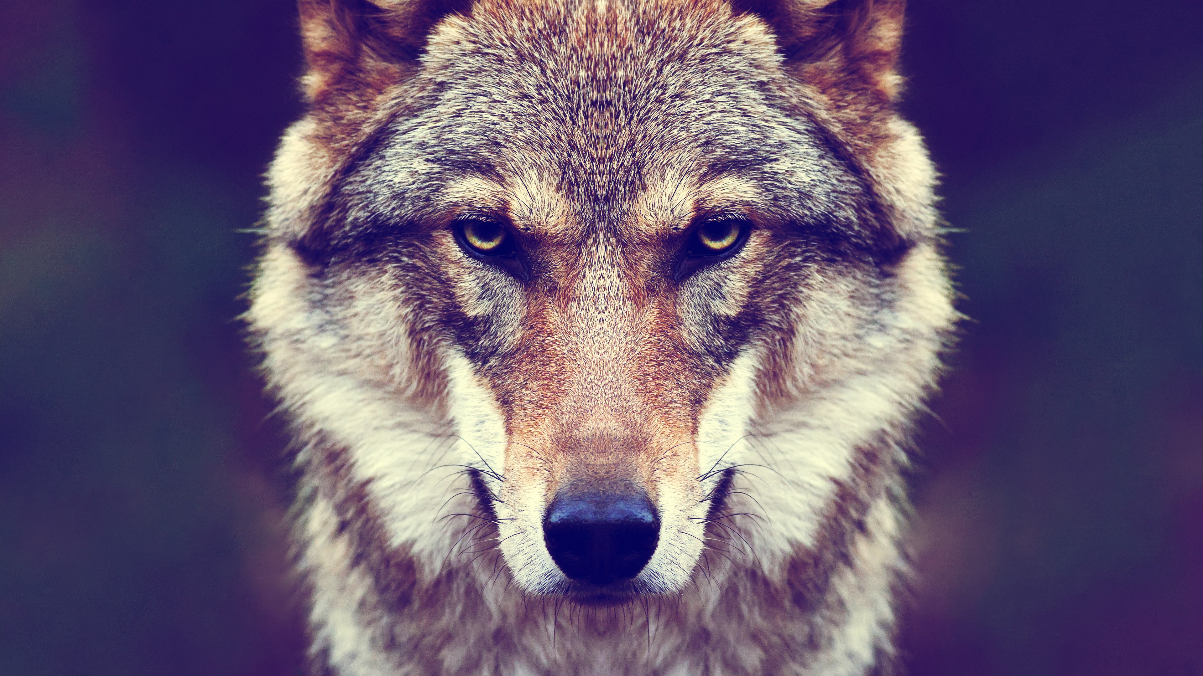 animals, Fur, Wolf, Nature Wallpapers HD / Desktop and Mobile Backgrounds