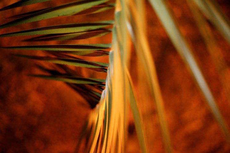 palm trees, Nature, Montenegro HD Wallpaper Desktop Background