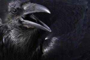 animals, Crow