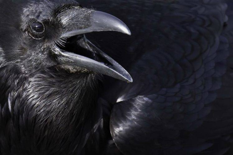 animals, Crow HD Wallpaper Desktop Background