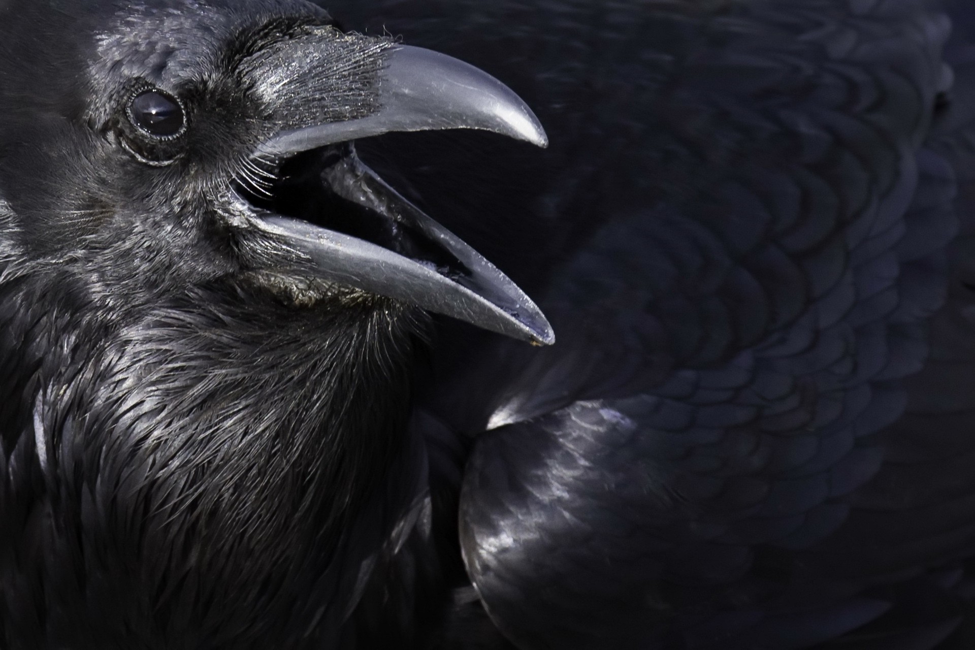 animals, Crow Wallpaper
