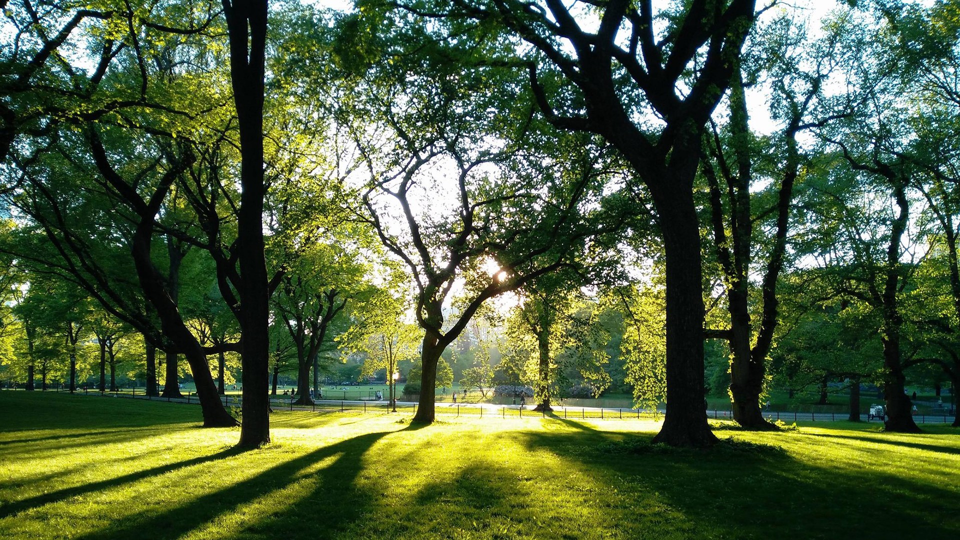 trees, Park, Grass Wallpapers HD / Desktop and Mobile Backgrounds