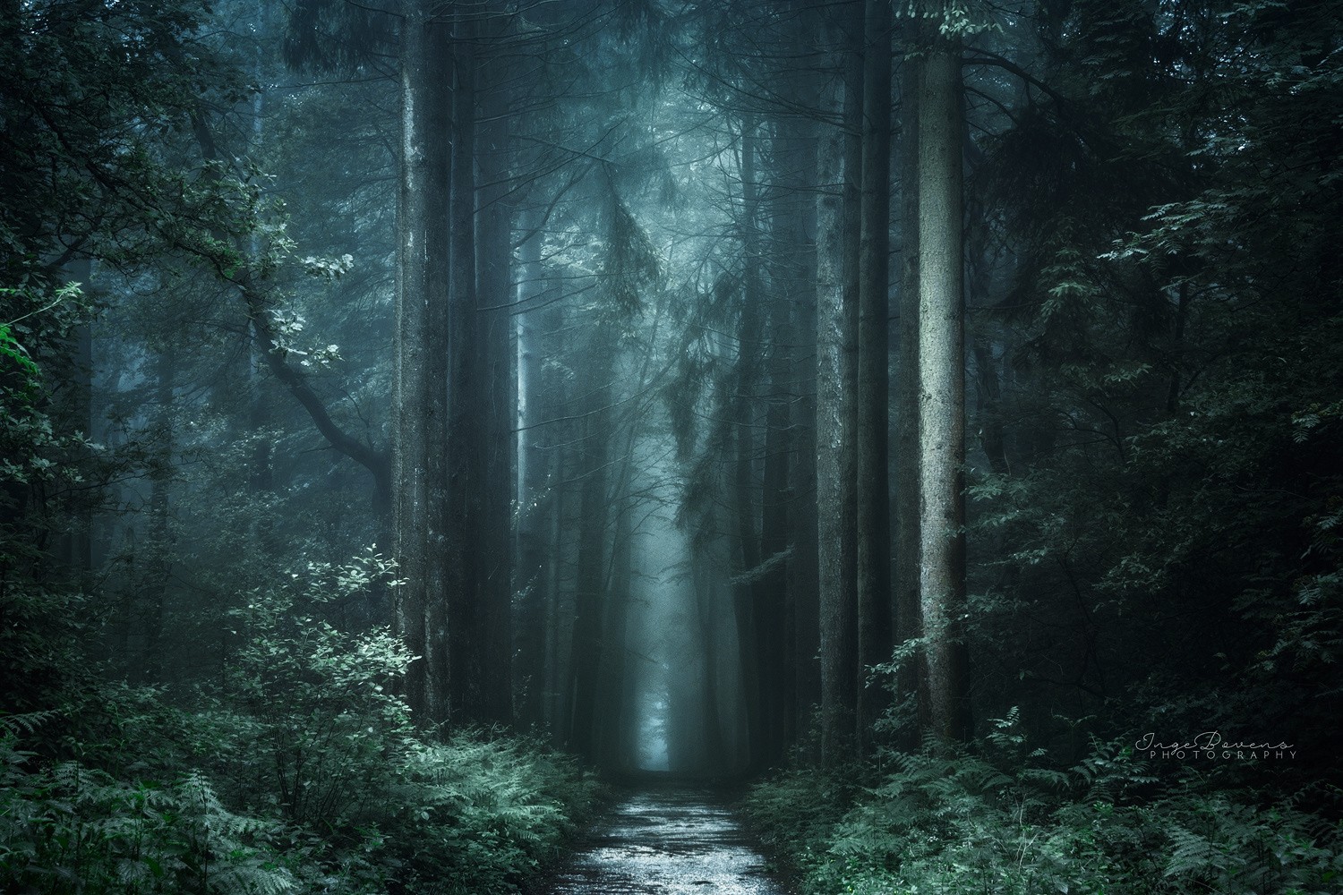 nature Landscape Photography Forest Dark Path Fall 