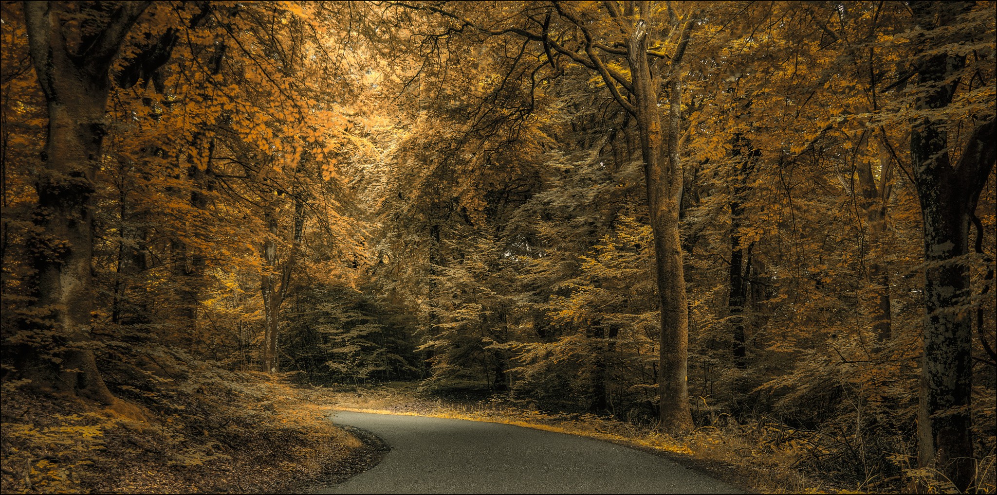 nature, Landscape, Photography, Forest, Path, Fall, Trees Wallpaper