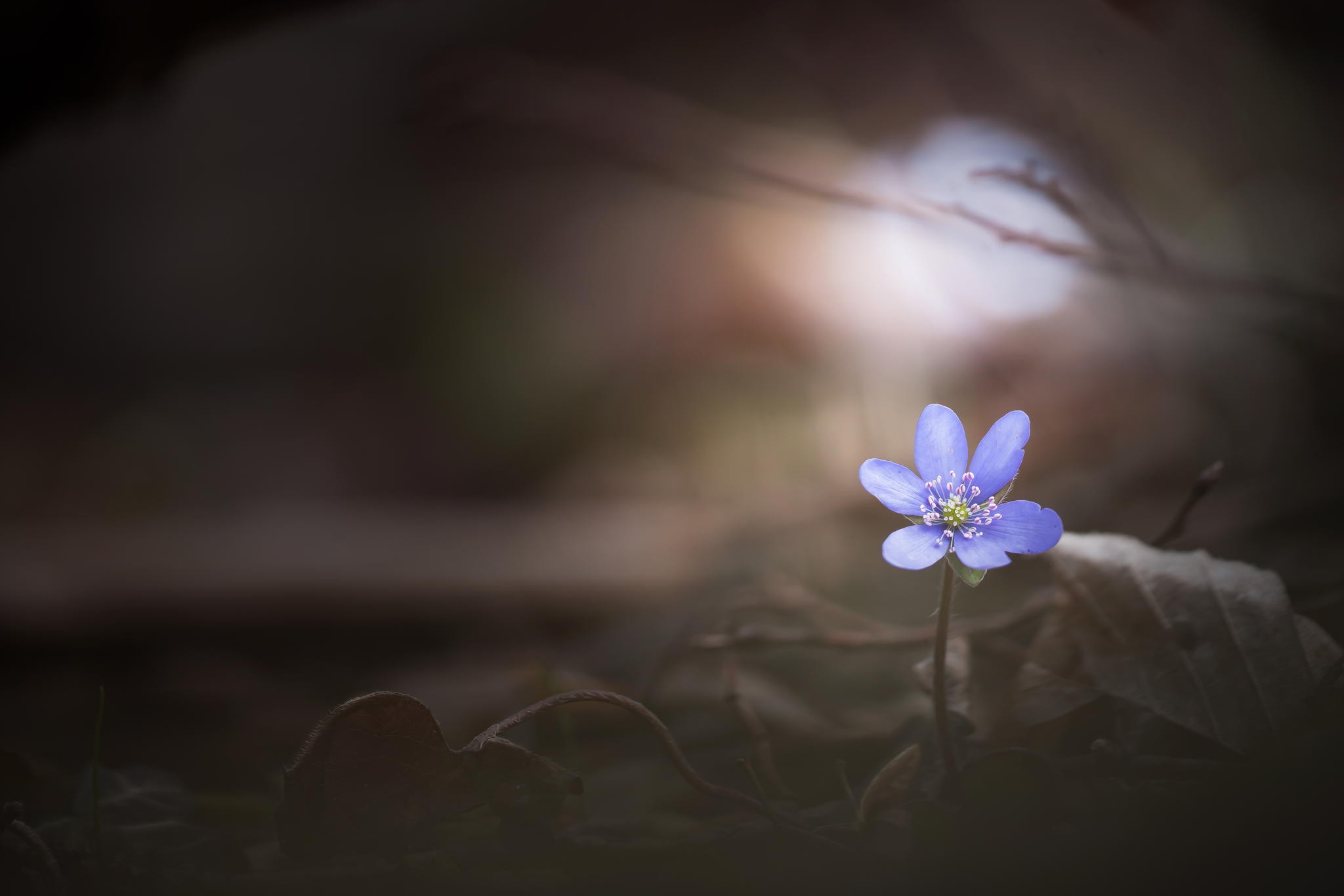 macro, Flowers, Depth of field, Leaves Wallpaper