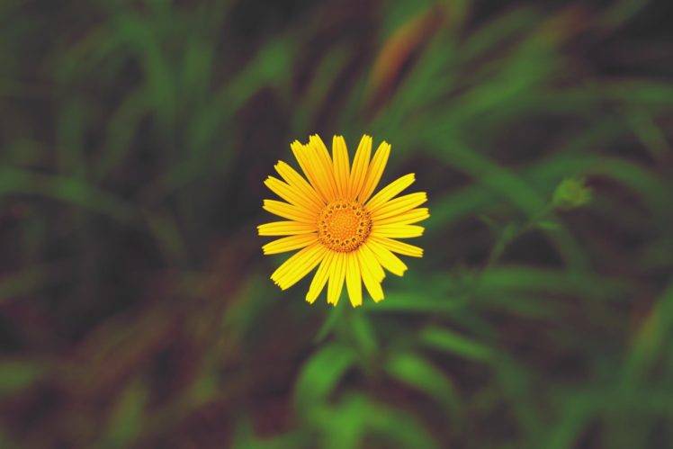macro, Flowers, Sunflowers HD Wallpaper Desktop Background