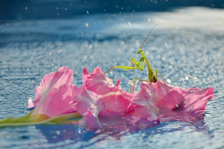 macro, Flowers, Water, Mantis HD Wallpaper Desktop Background