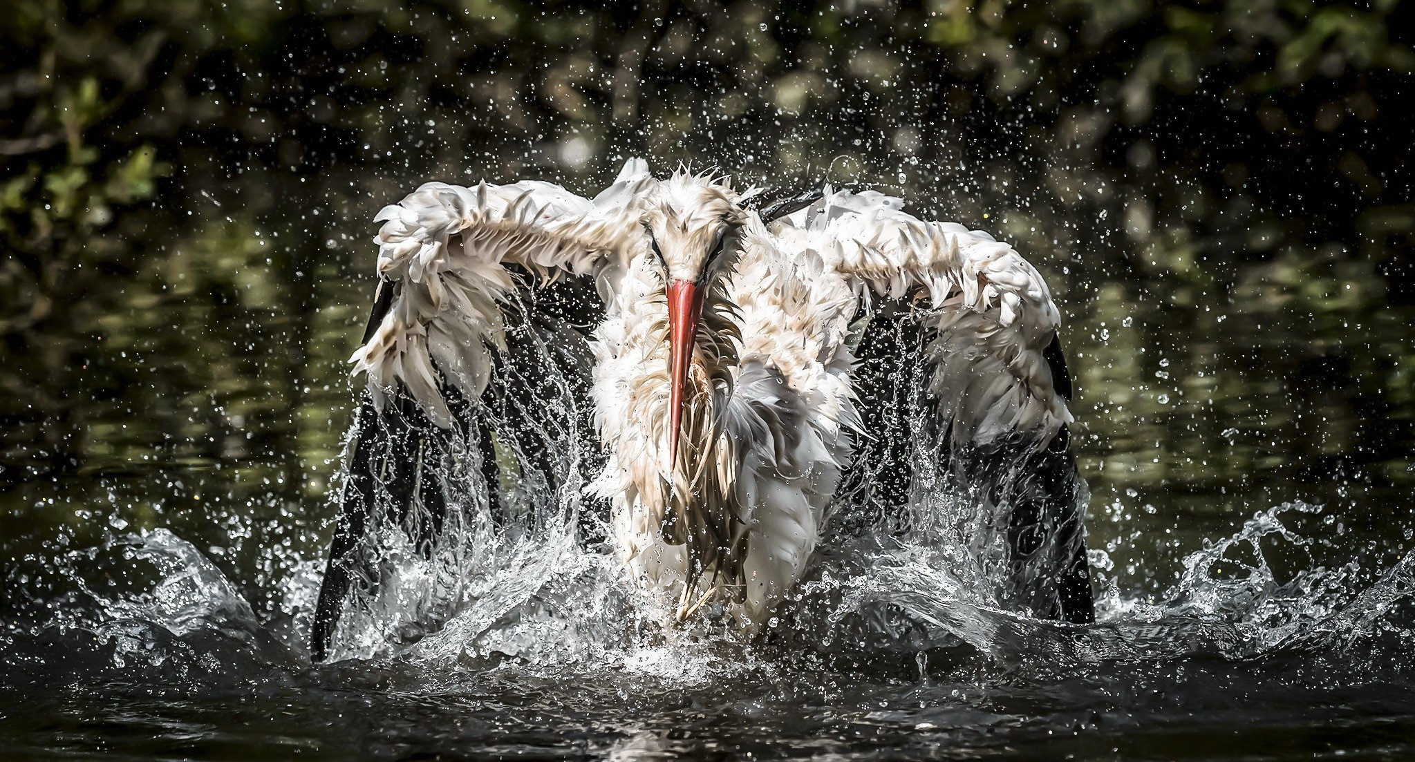 animals, Birds, Water, Nature Wallpaper