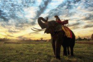 elephant, Animals, Thailand